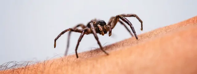 How to Treat an Infected Spider Bite?
