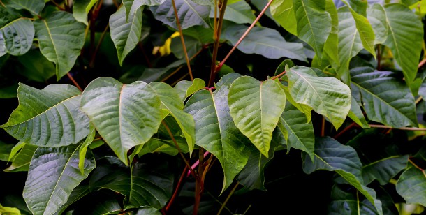 Poison Sumac