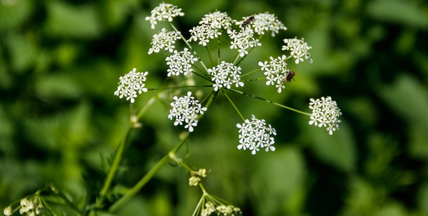 Water Hemlock