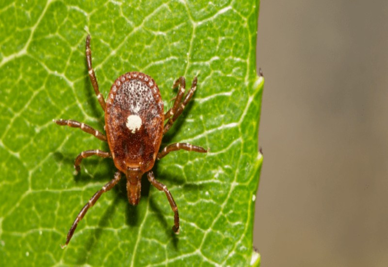 Lyme disease causing tick