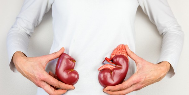 The kidneys play an important role in the body including the ridding of toxins and waste. 