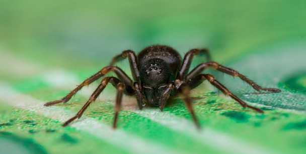 Blog - What You Should Know About The Dangerous Spiders In Houston